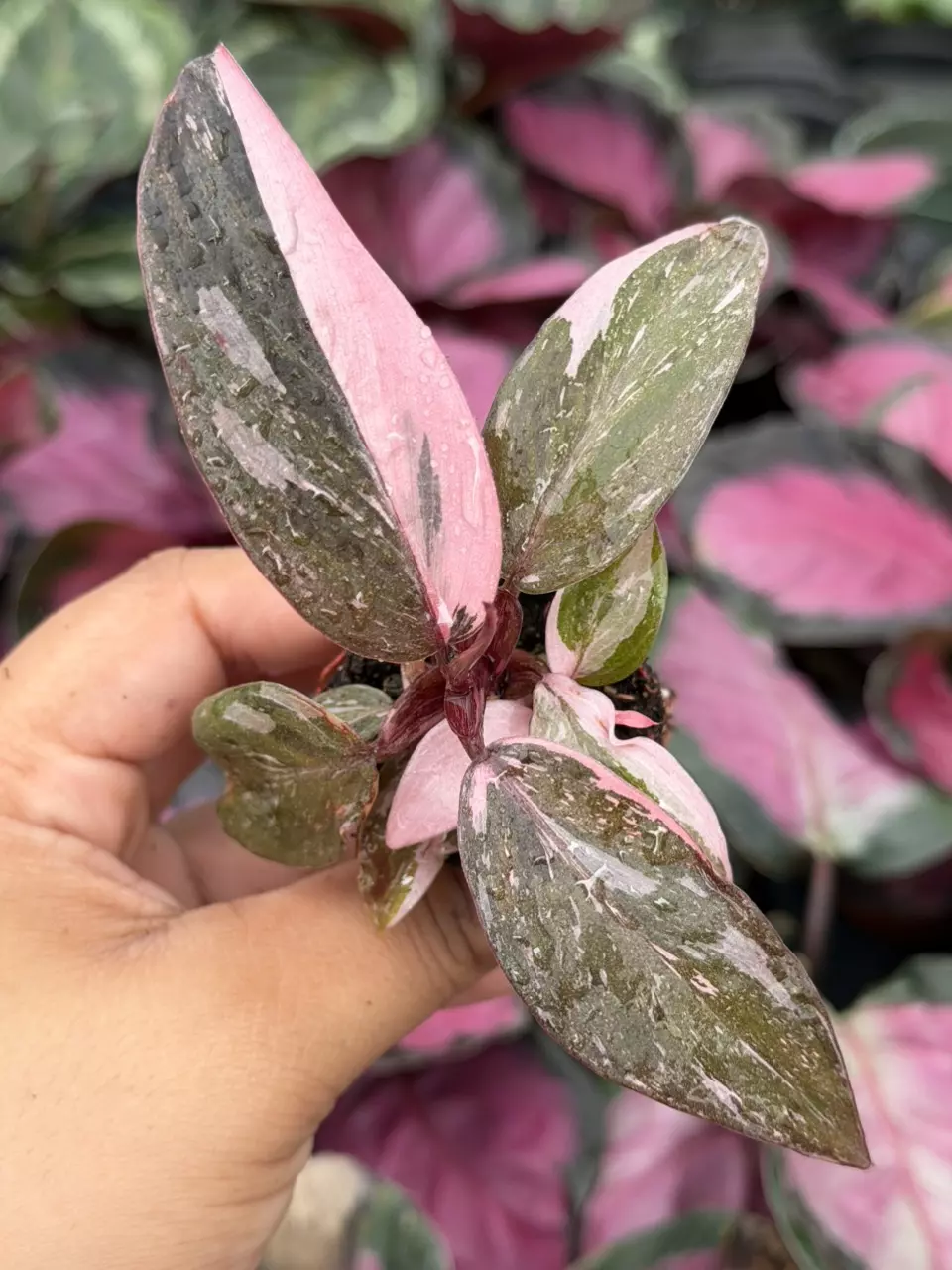 Philodendron Marble Galaxy Pink Princess Specific Starter 8836HMP | F thumbnail