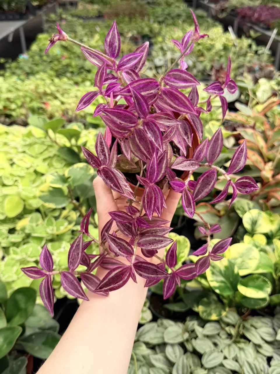 Tradescantia Pink Paradise Specific 4” Pot 8728FEP | F thumbnail