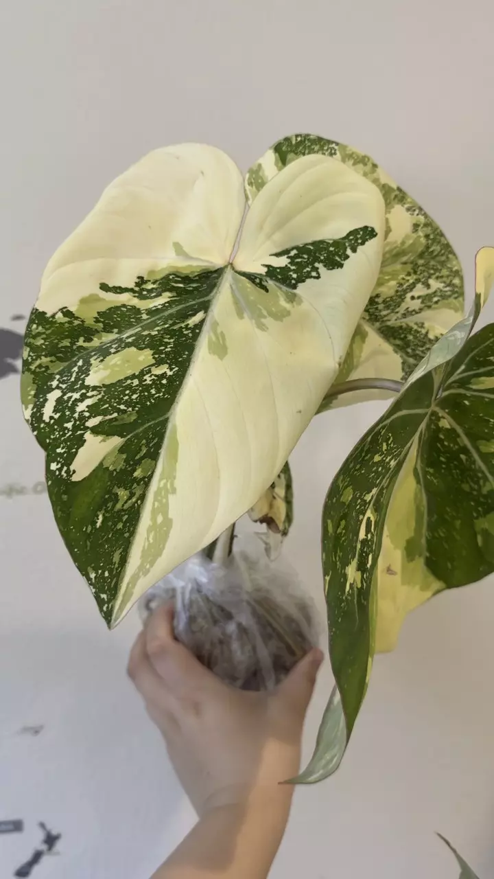 Philodendron Gloriosum variegated XL no 2 thumbnail