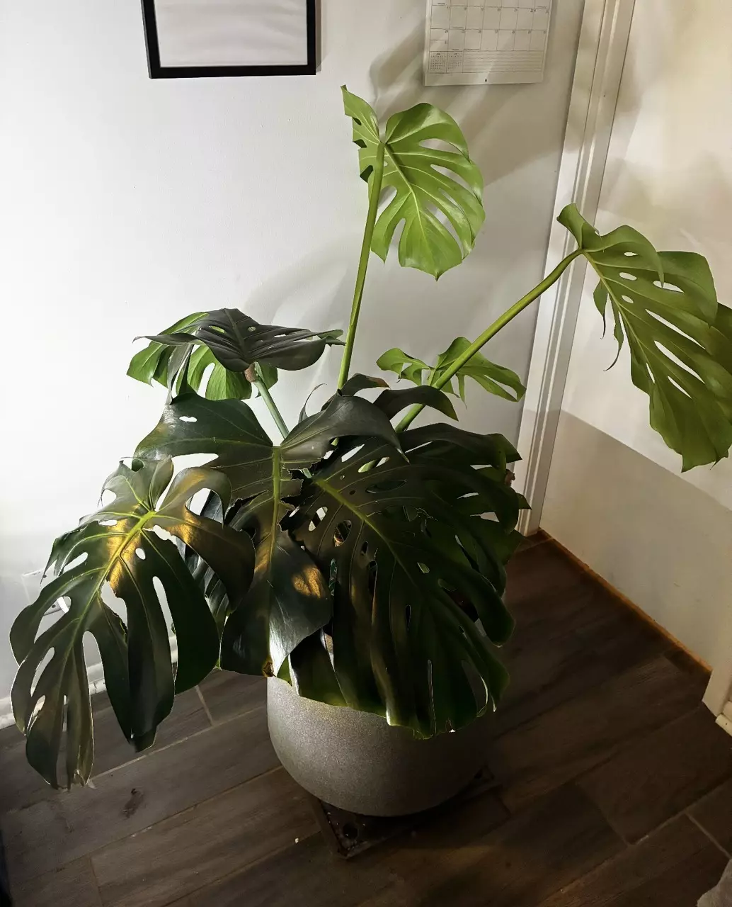 HUGE monstera thumbnail