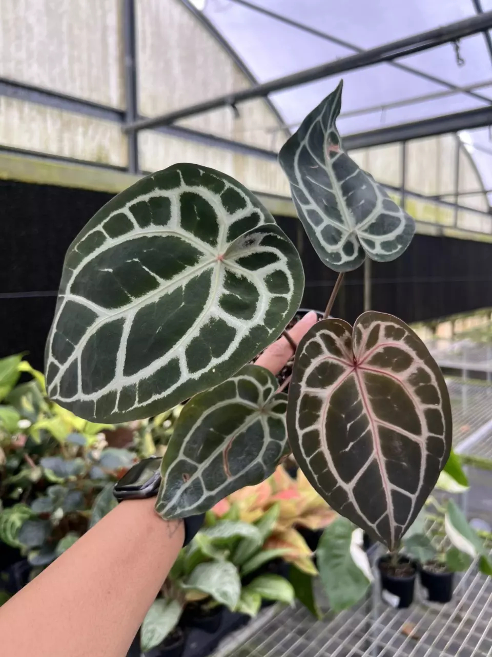 4” Anthurium Michelle x RVDP - Exact Plant🌱 thumbnail