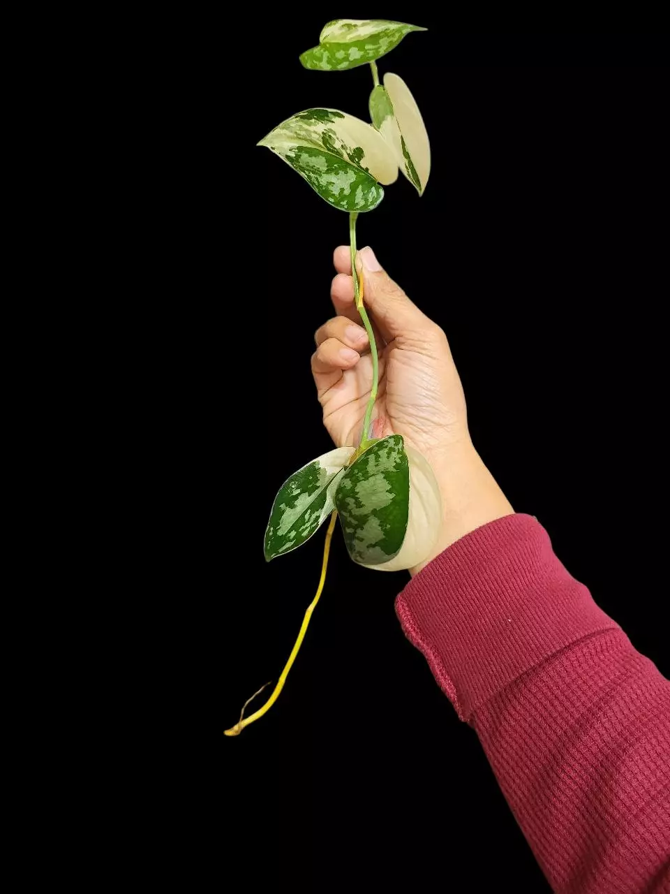 Scindapsus mayari ( long plant) thumbnail