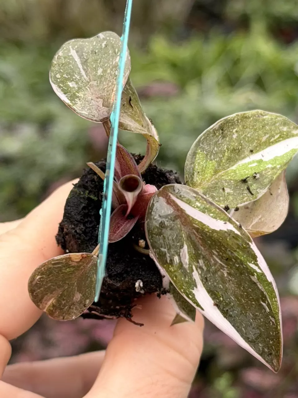 Philodendron Red Anderson Specific Starter 8567DAP | F thumbnail