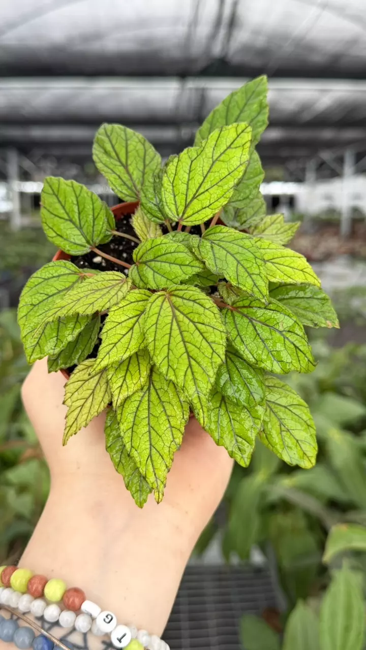 Begonia Abdullahpieei Specific 4” Pot 8931ZSP | F | thumbnail
