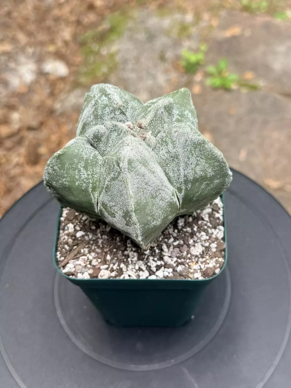 Astrophytum Myriostigma w/ flocking thumbnail