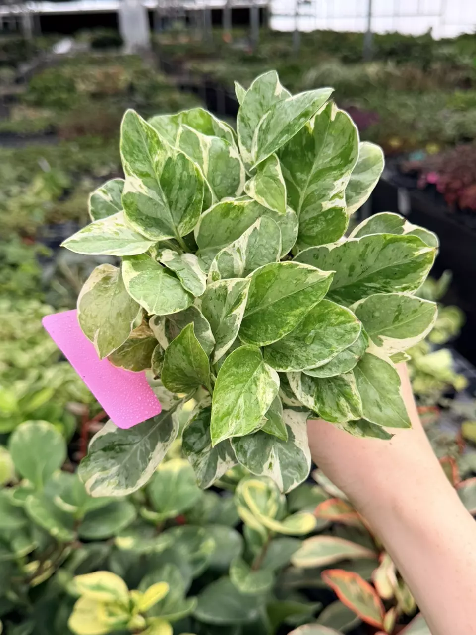 Pothos Pearls and Jade Specific 4” Pot 8732FEP | F thumbnail