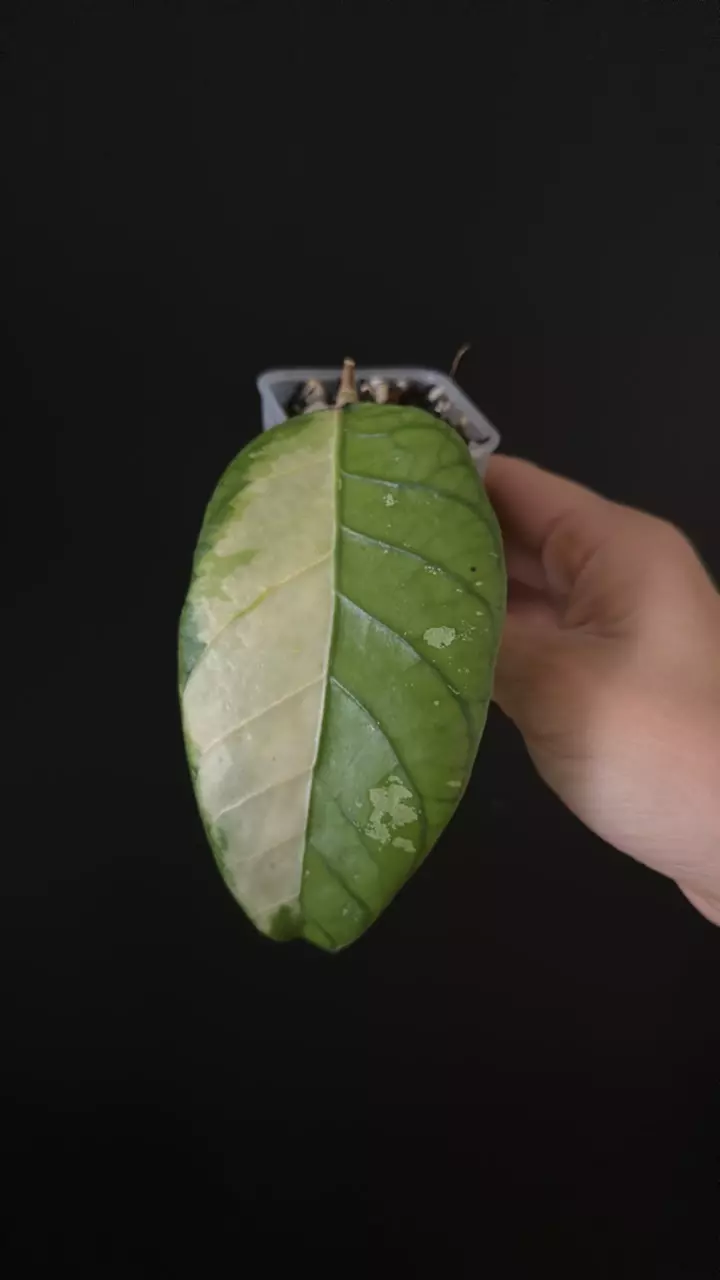 Hoya Ladia galaska 176 thumbnail
