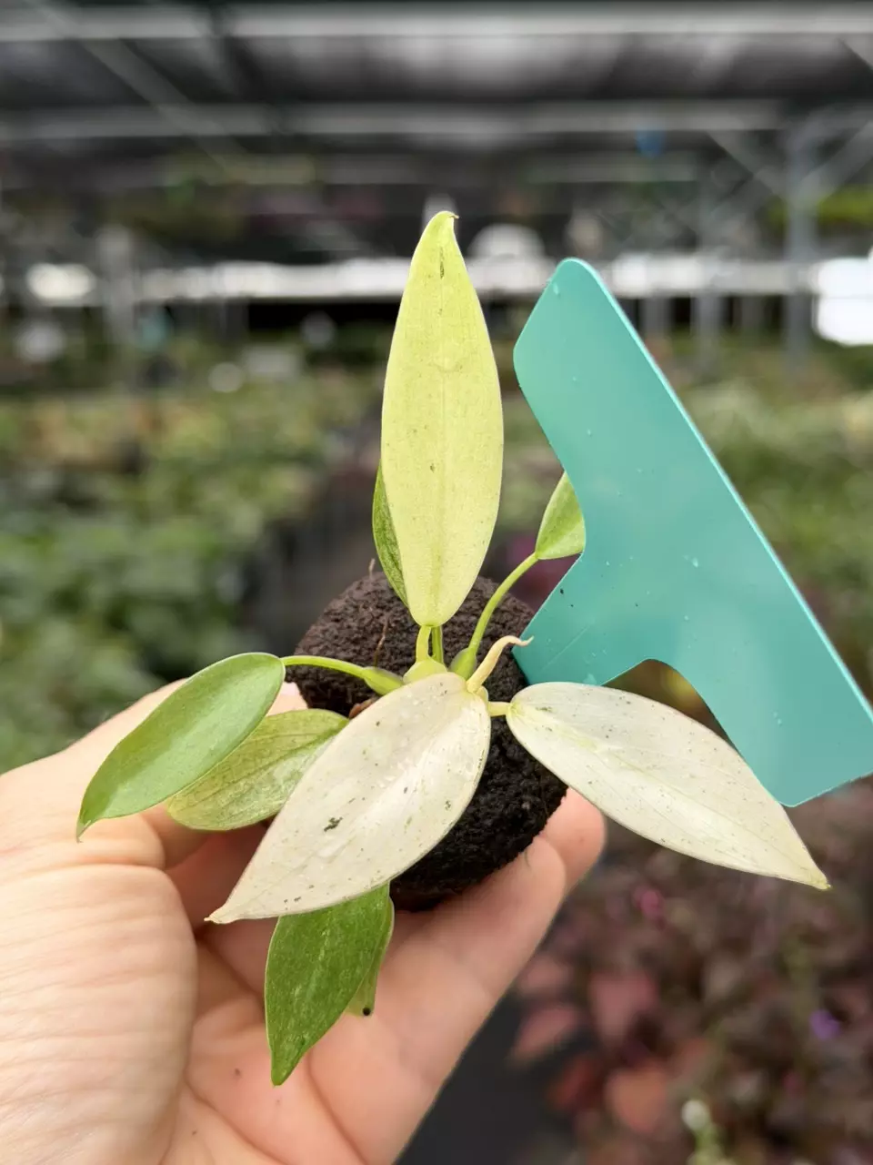 Philodendron Whipple Way Specific Starter 8560DAP | F thumbnail