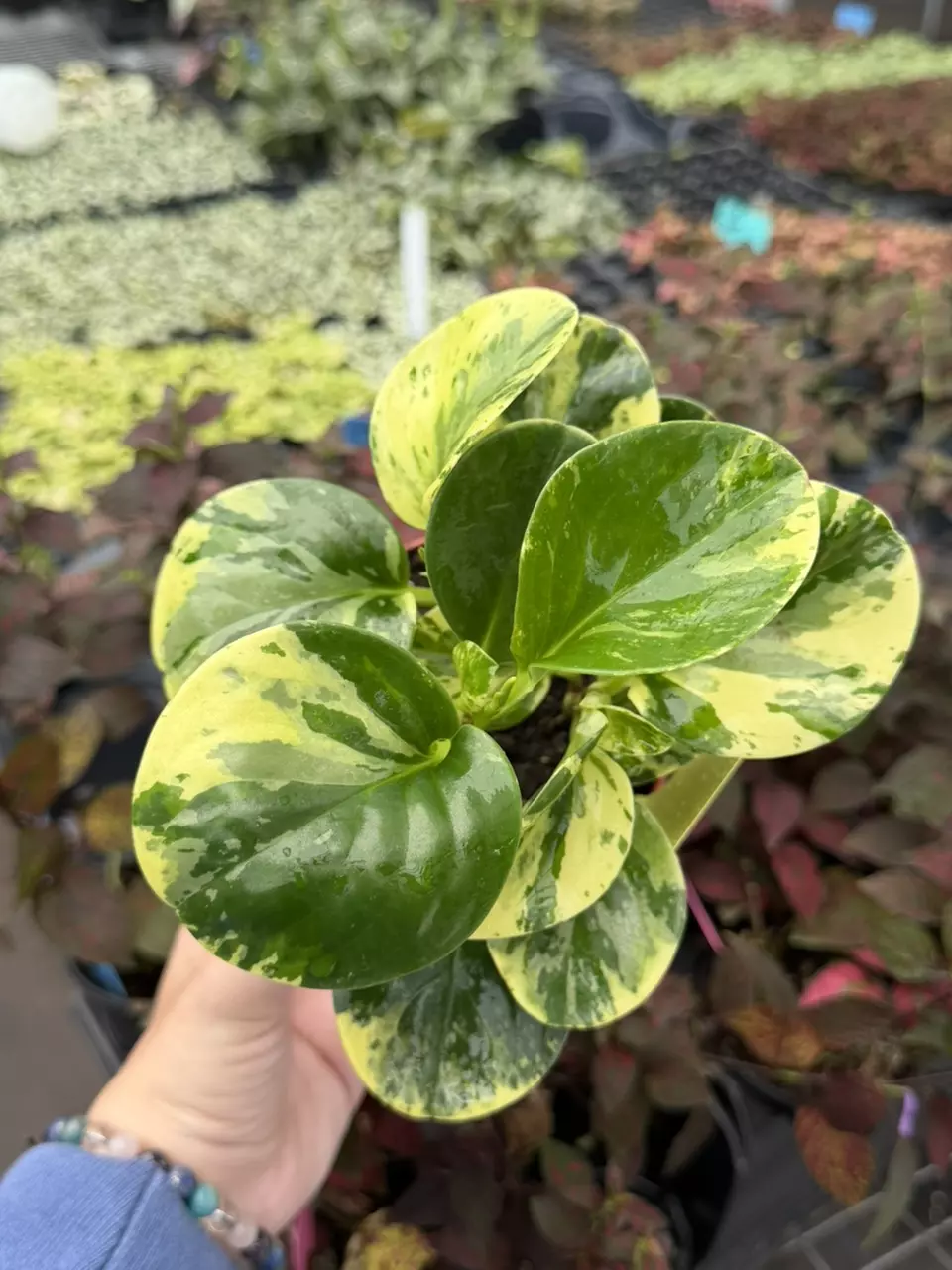 Marble Variegated Peperomia 8629SMP | F thumbnail