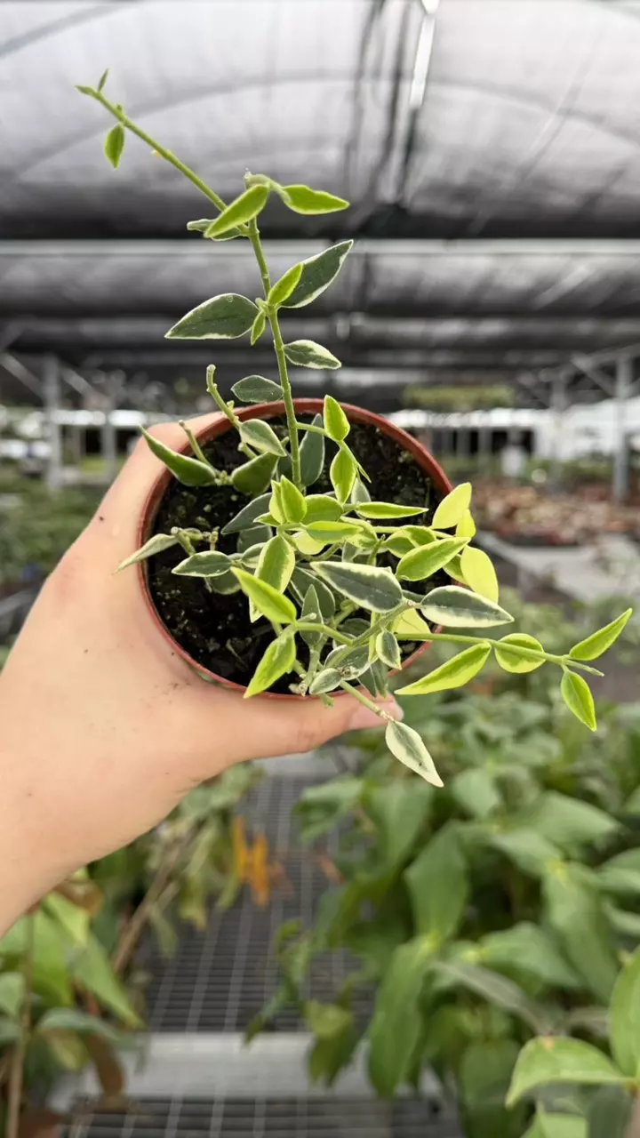 Variegated Hoya Bella Specific 4” Pot 8926ZSP | F | thumbnail