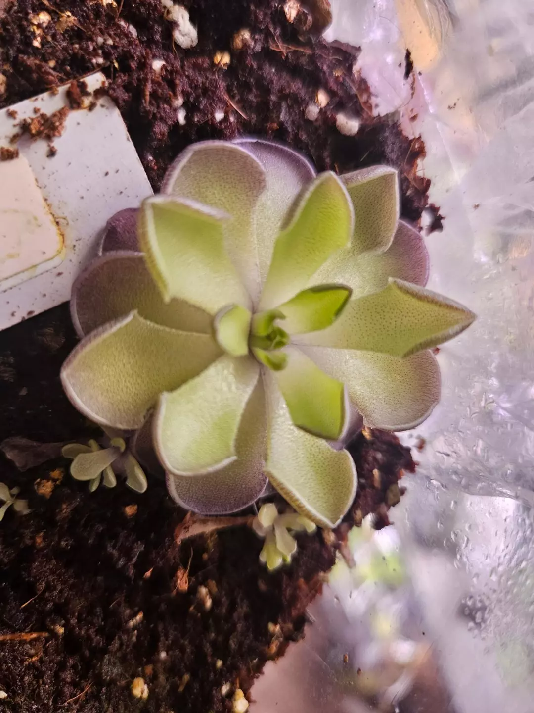 Pinguicula cyclosecta medium sized thumbnail
