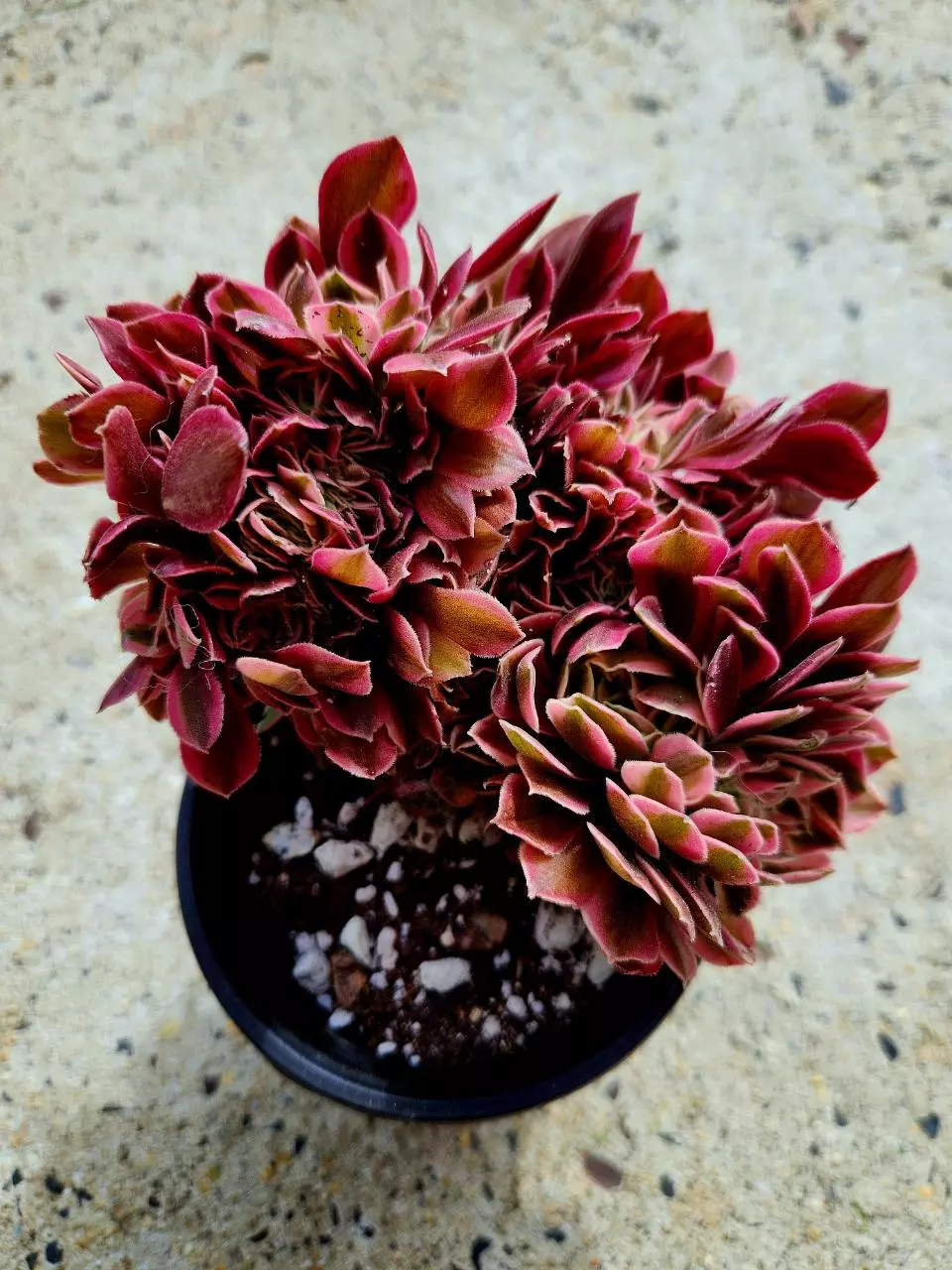 Crested Aeonium Pink Witch thumbnail