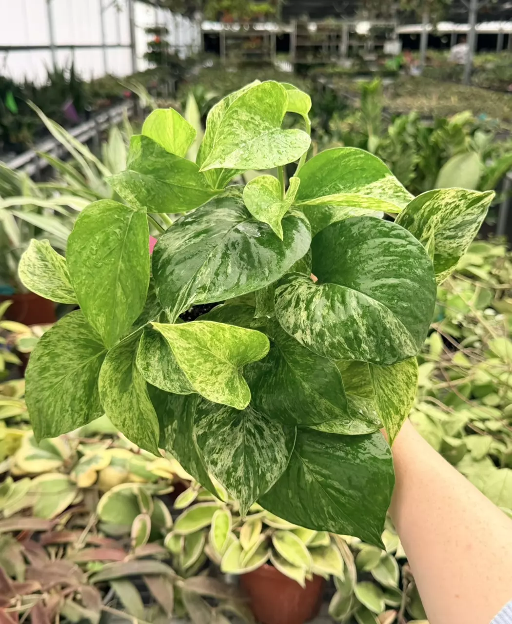 Pothos Marble Queen Specific 4” Pot 8723FEP | F thumbnail