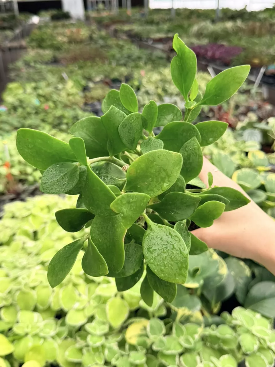 Ant Plant Specific 4” Pot 8733FEP | F thumbnail