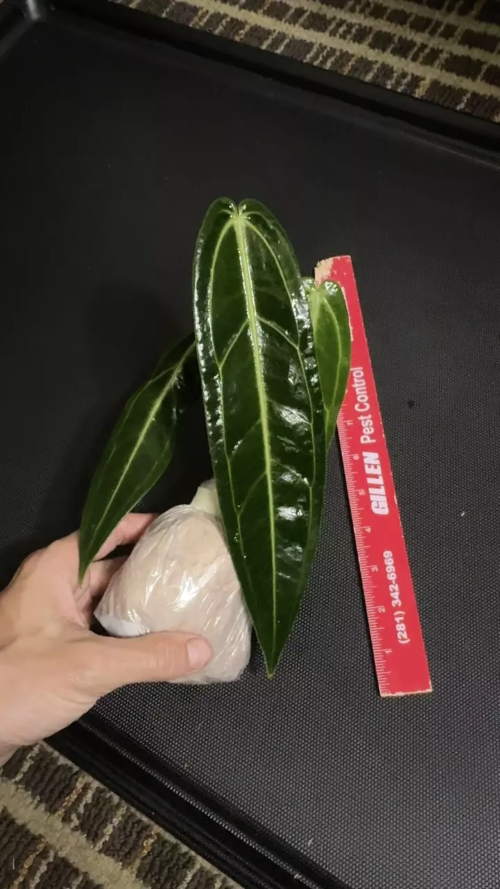 Queen Anthurium warocqueanum • 8-12 Inch Leaf • Dark / Narrow Form • 27 thumbnail