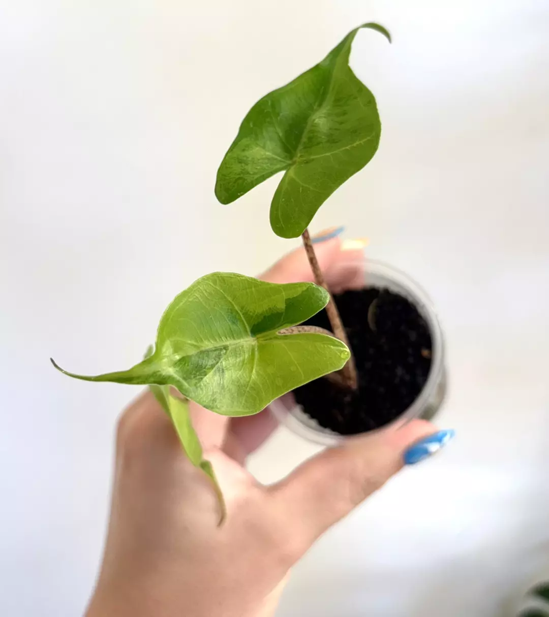 Alocasia Stingray Aurea thumbnail
