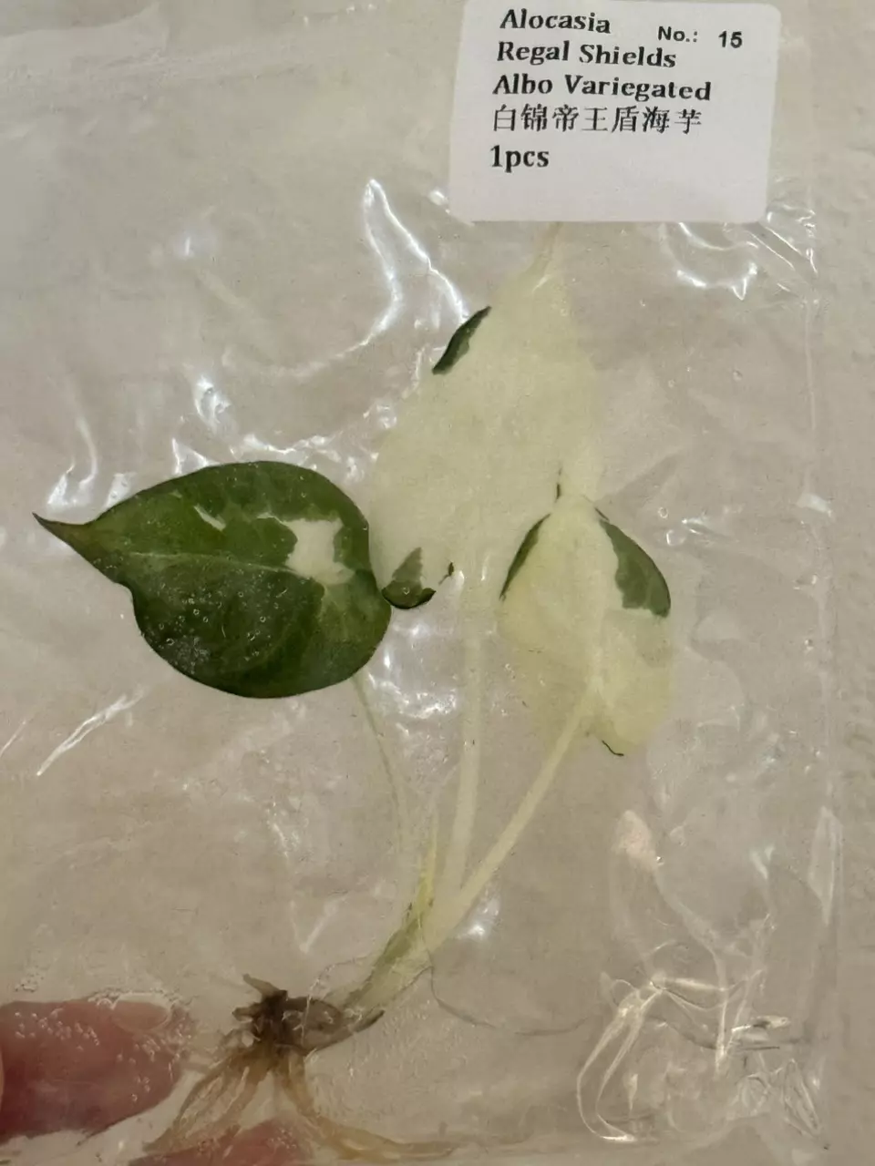 Alocasia regale shield albo tc in gel #15 thumbnail