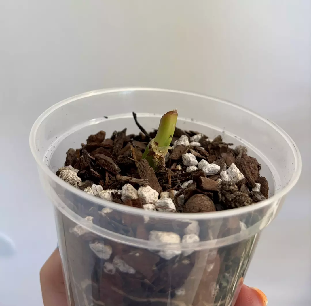 Mamei Variegated Bottom Cutting thumbnail