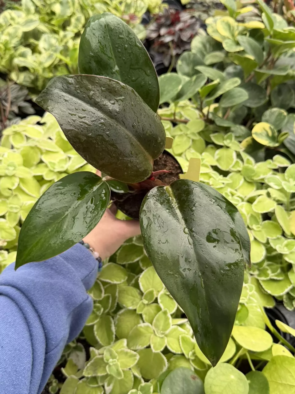 Philodendron Rojo Congo Specific 4” Pot 8627SMP | F thumbnail