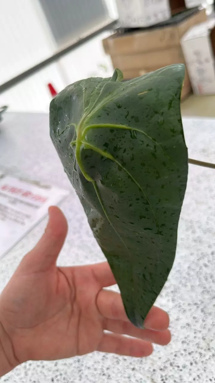 A599 Anthurium Amazon Beauty (forgetii x nigrolaminum Gigi) thumbnail