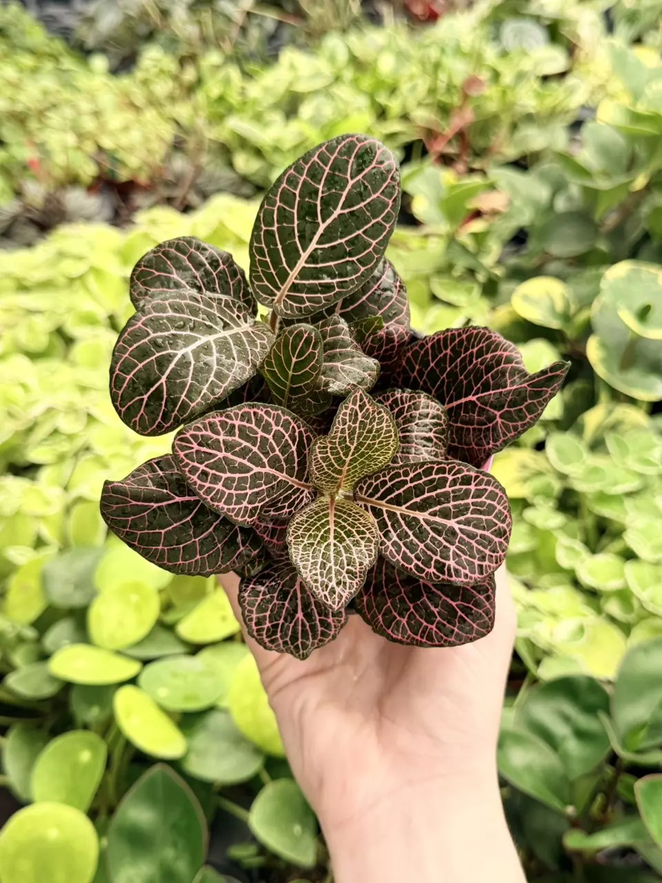 Fittonia Pink “Nerve Plant” Specific 4” Pot 8727FEP | F thumbnail
