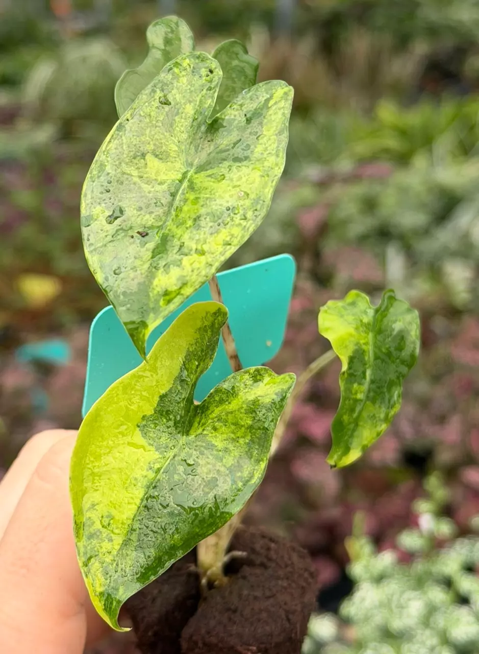 Alocasia Zebrina Aurea Variegated Specific Starter 8564DAP | F thumbnail