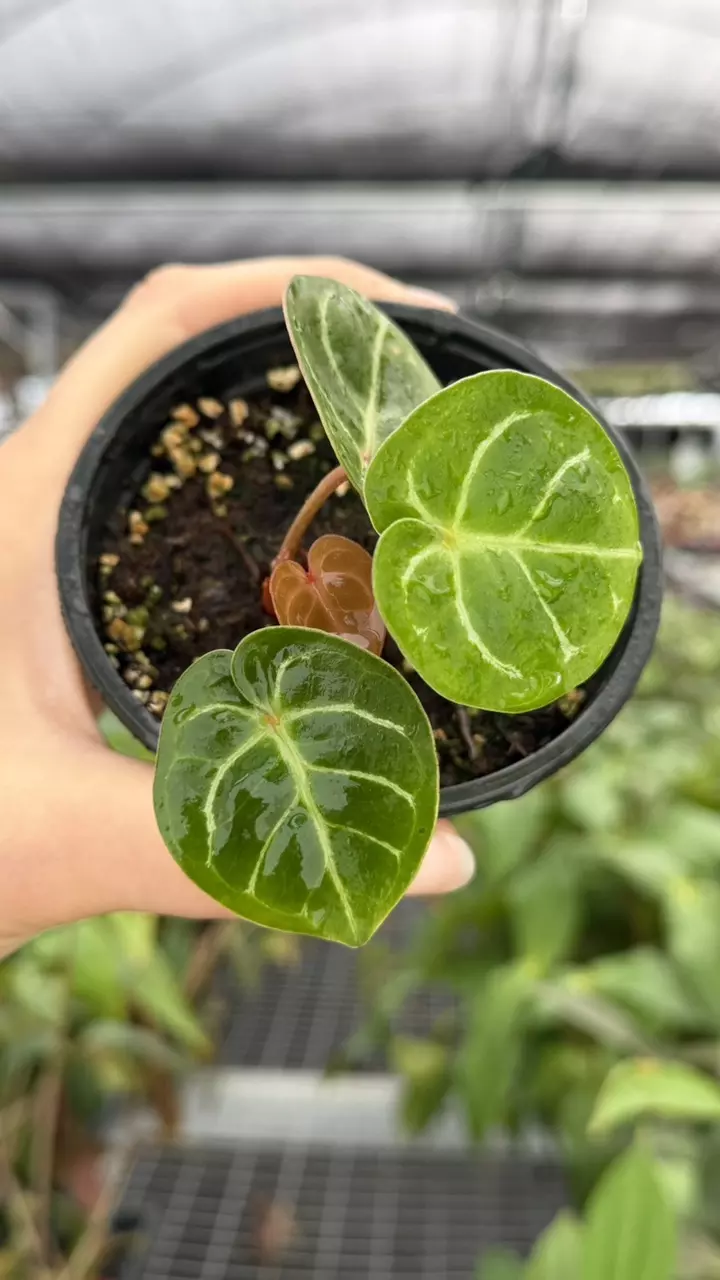 Anthurium Hoffmanii x Silver Hope Specific 4” Pot 8941ZSP | F | thumbnail