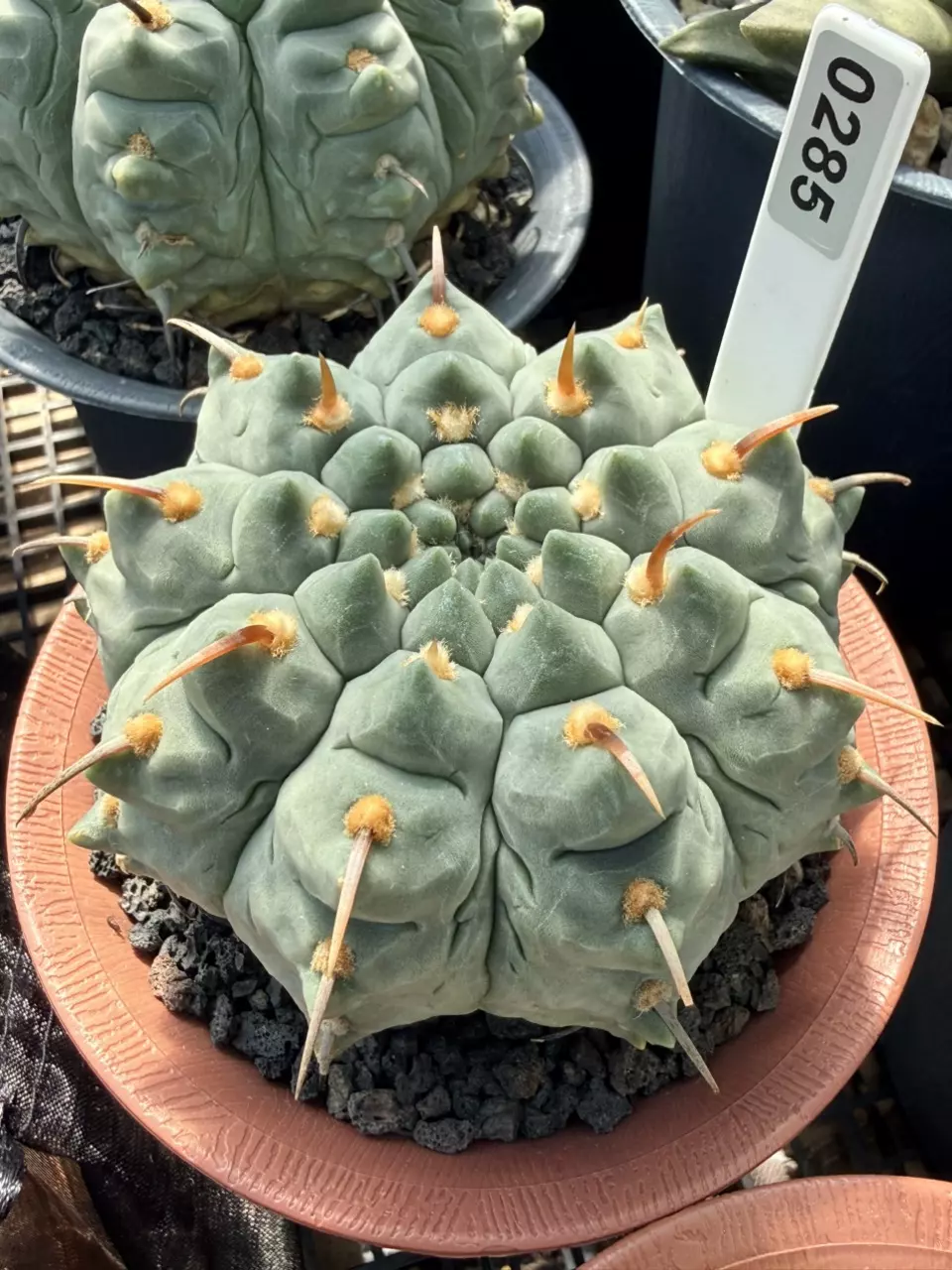 0285  Gymnocalycium Ochoterenae ssp. Vatteri4.3” pot. thumbnail