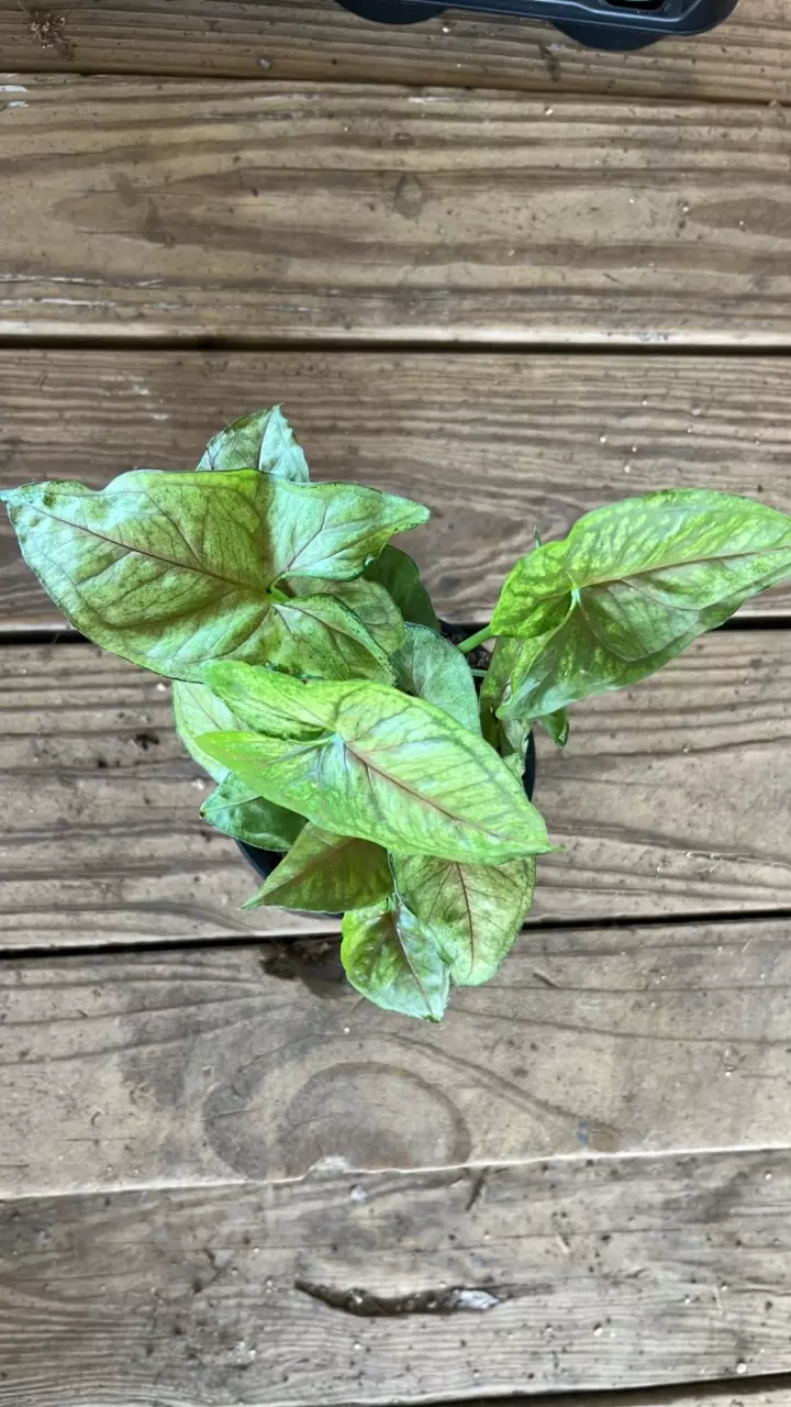Syngonium Allusion Berry thumbnail