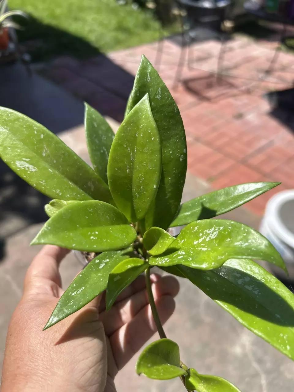 Hoya Parvifloria Splash thumbnail