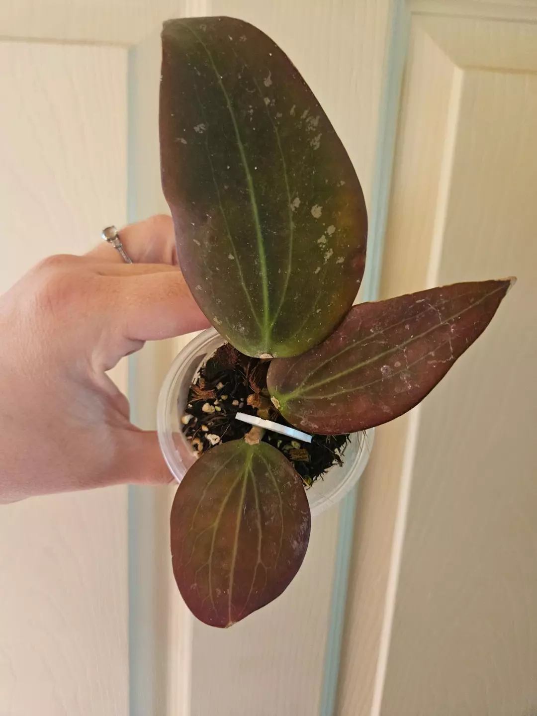 Hoya Potsii Borneo thumbnail
