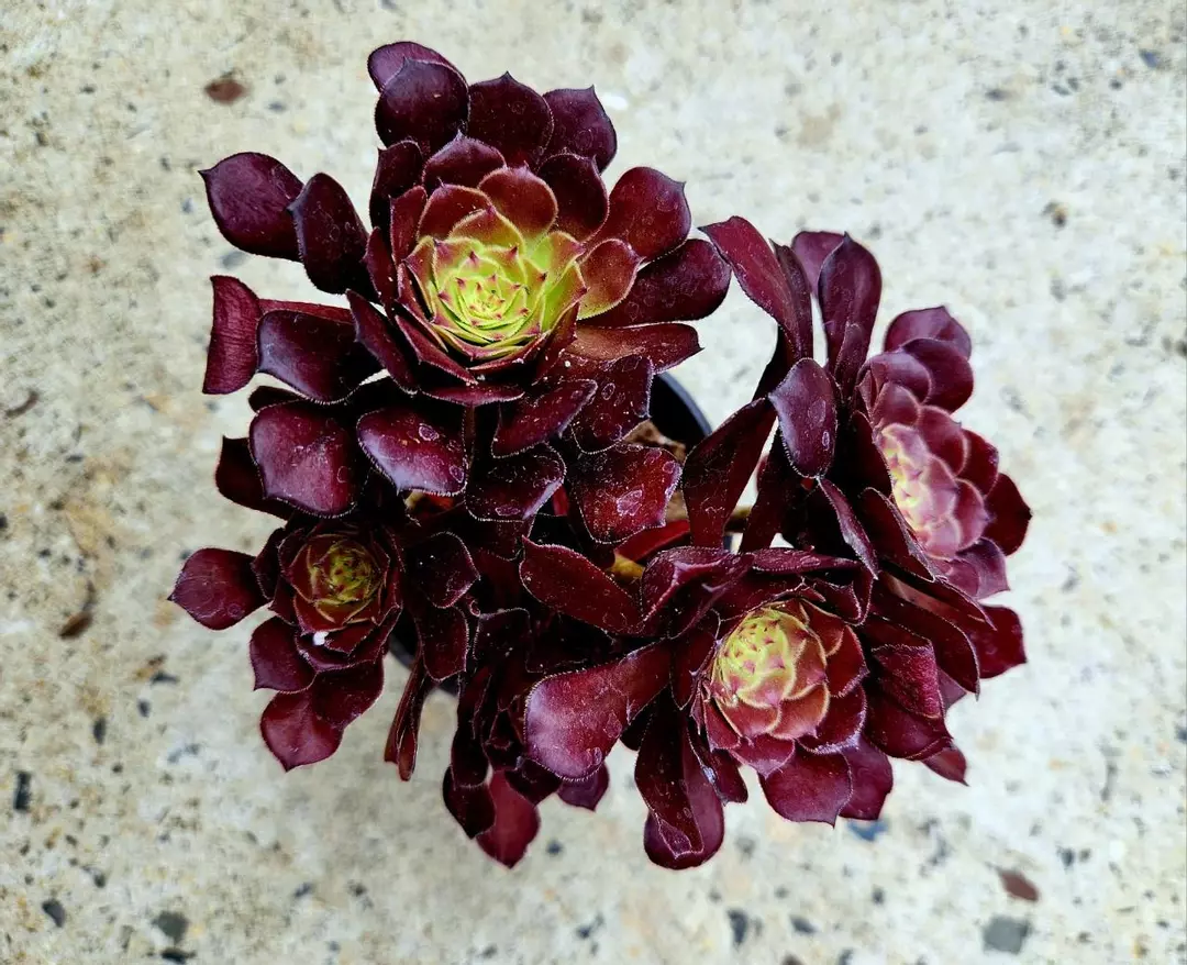 Aeonium Black Rose thumbnail