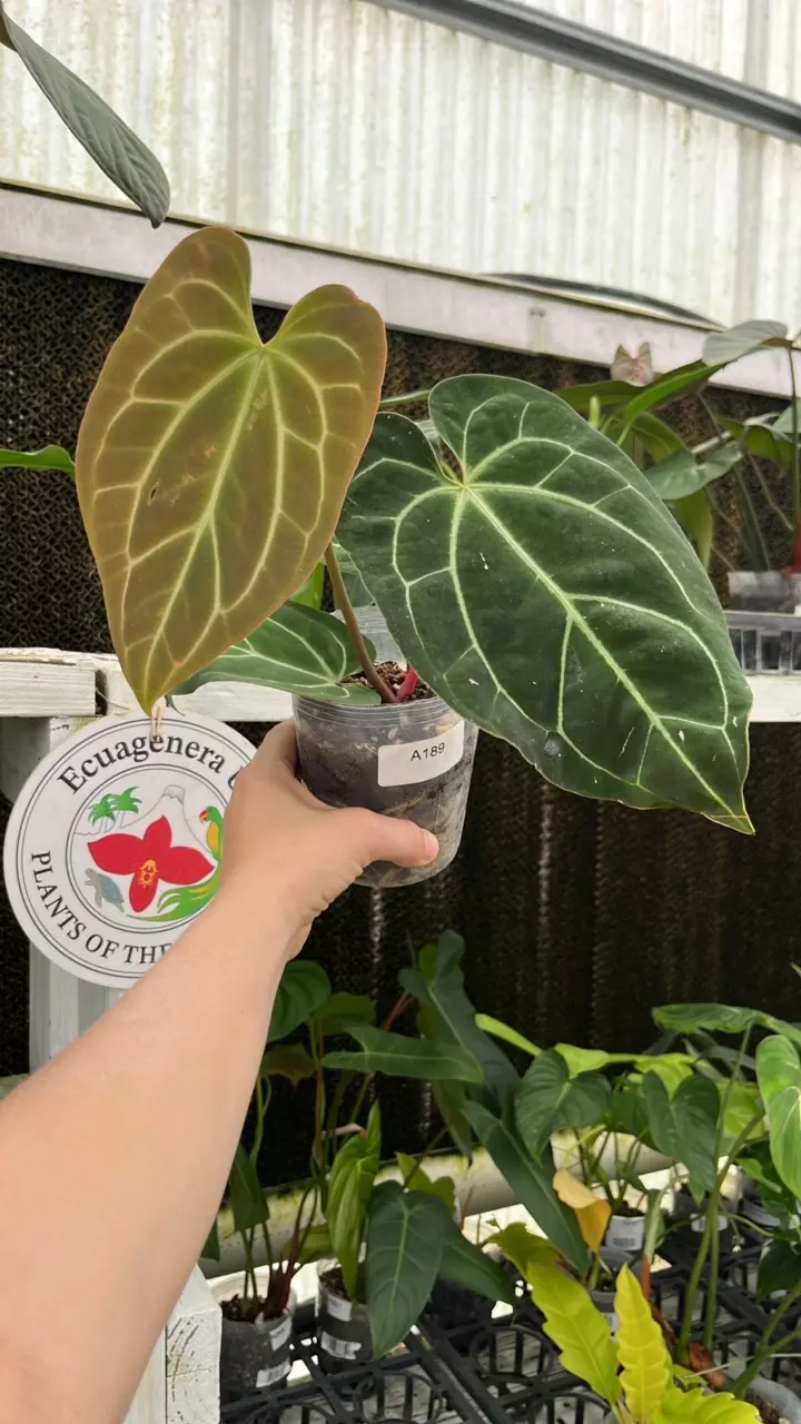 A189 Anthurium besseae aff thumbnail