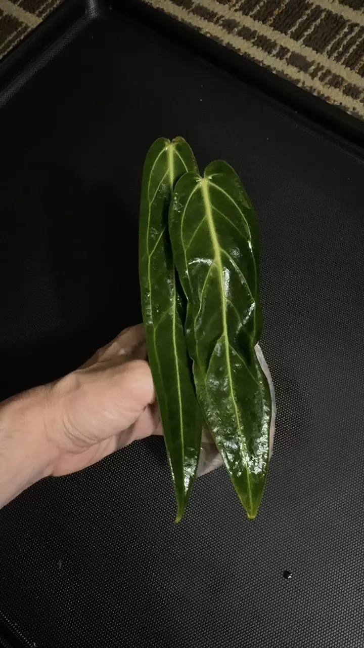 Queen Anthurium warocqueanum • 8-12 Inch Leaf • Dark / Narrow Form • 48 thumbnail