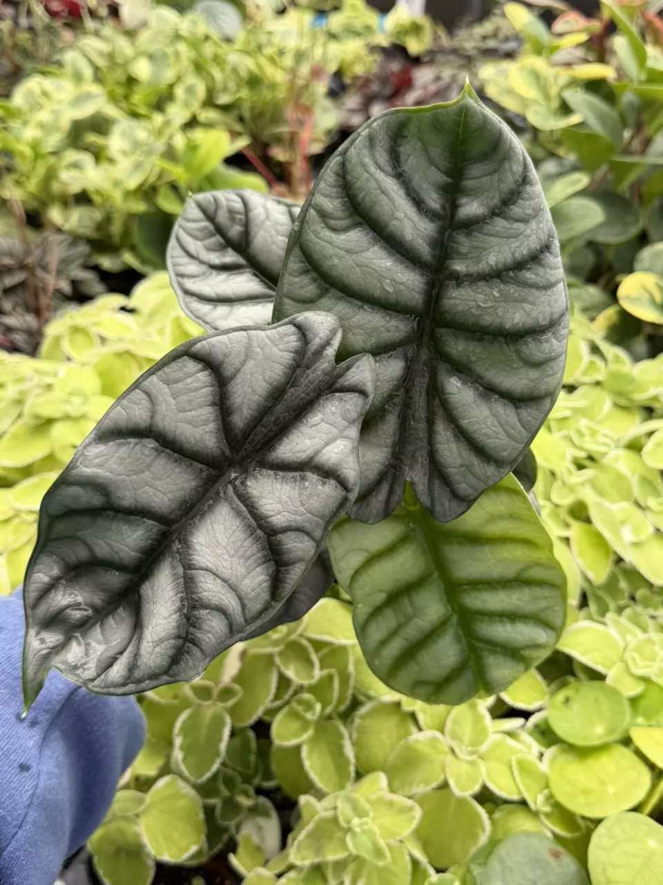 Alocasia Silver Dragon Specific 4” 8628SMP | F thumbnail