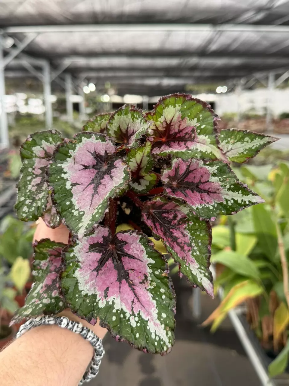 Exact Plant Begonia Alaskan Creek Specific 4” Pot 8421RSP | F thumbnail