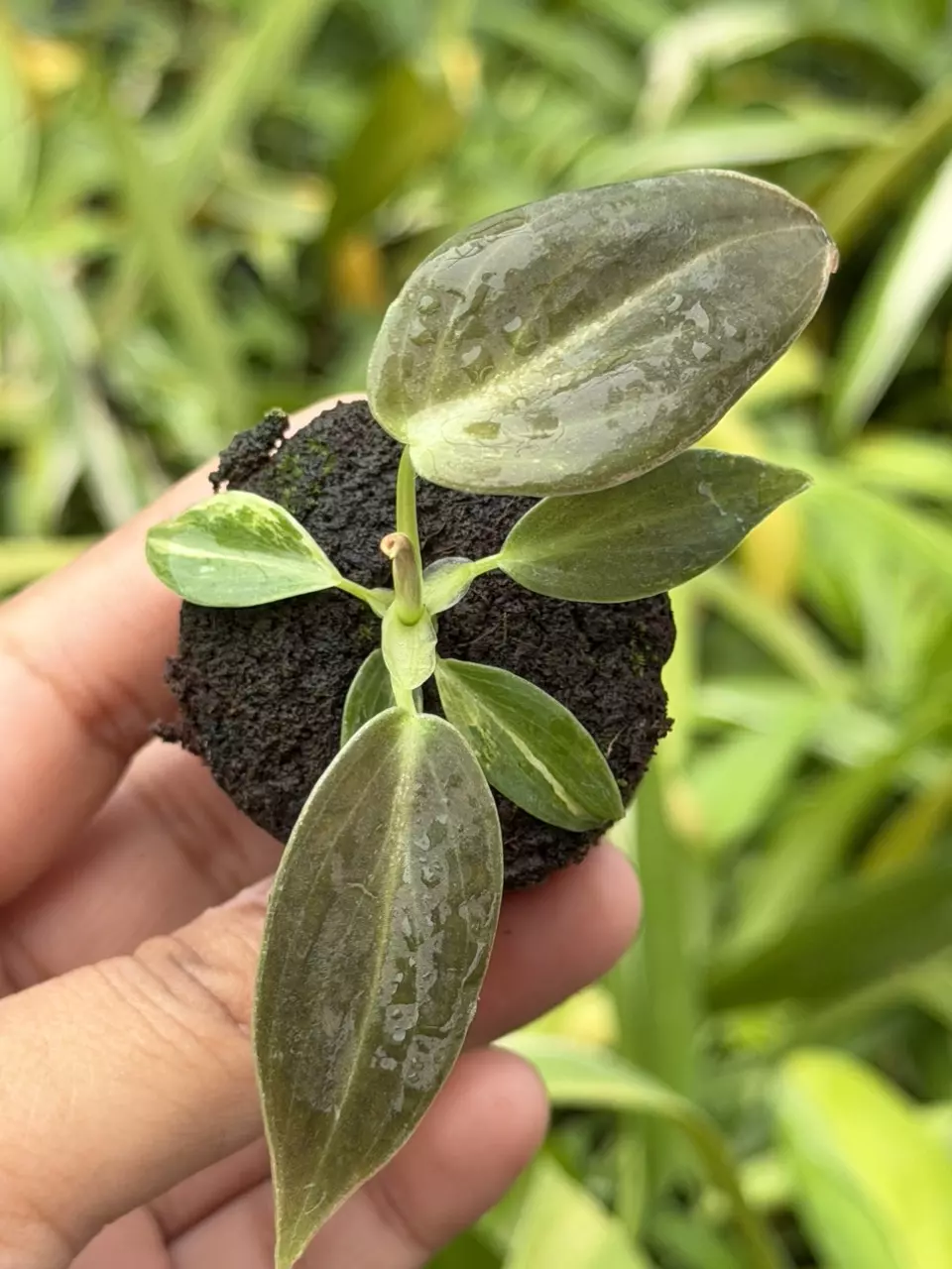 Philodendron Melanochrysum Variegated Specific Starter 8841HMP | F thumbnail