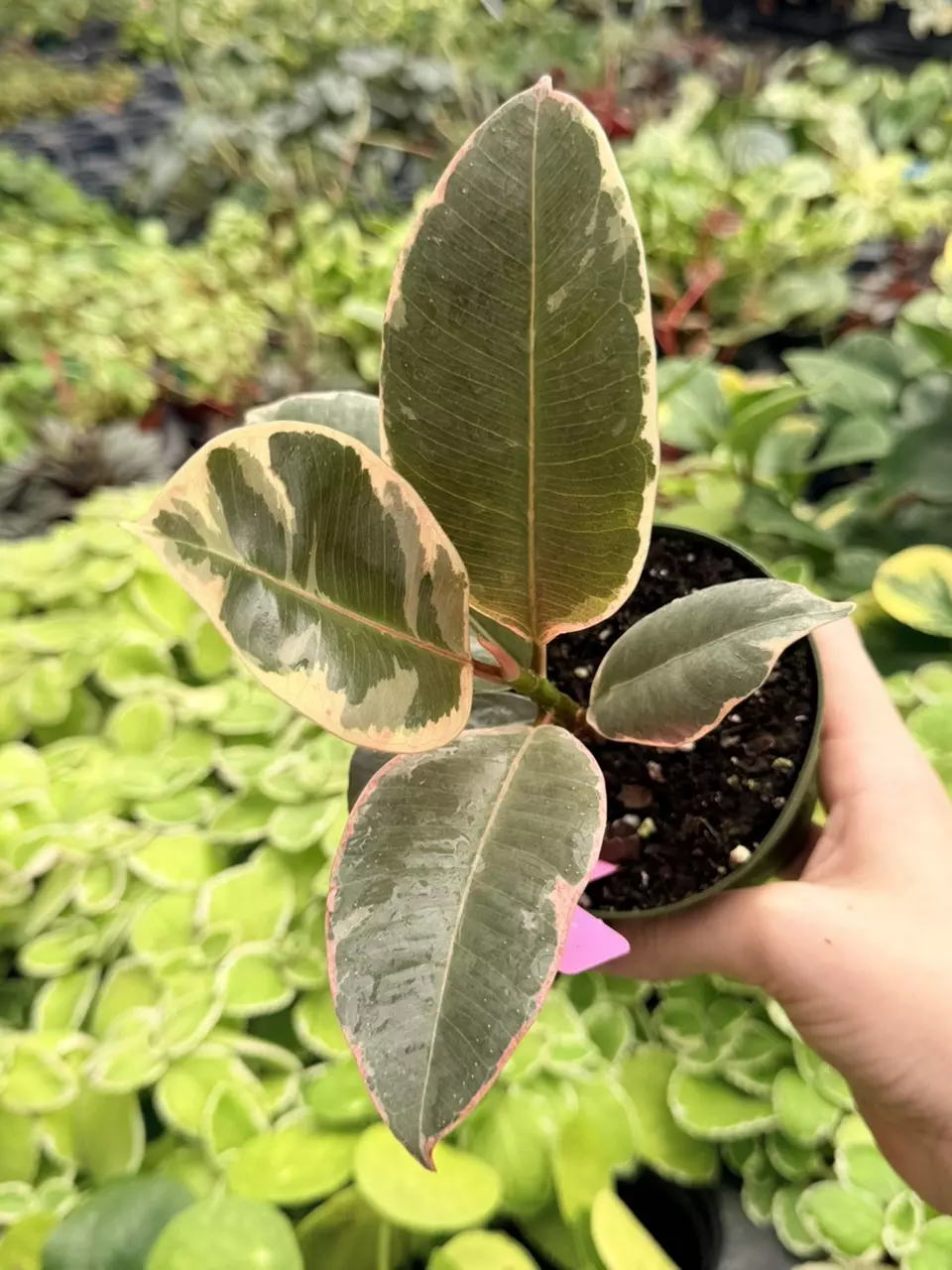 Ficus Tineke Specific 4” Pot 8722FEP | F thumbnail