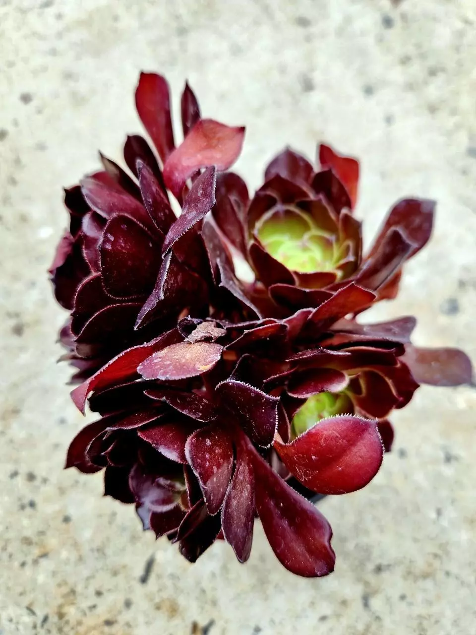 Aeonium Black Rose thumbnail