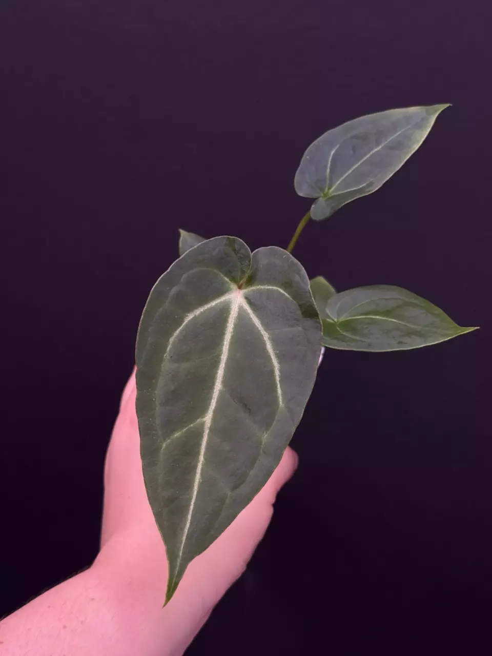 (#587) species Anthurium magnificum thumbnail
