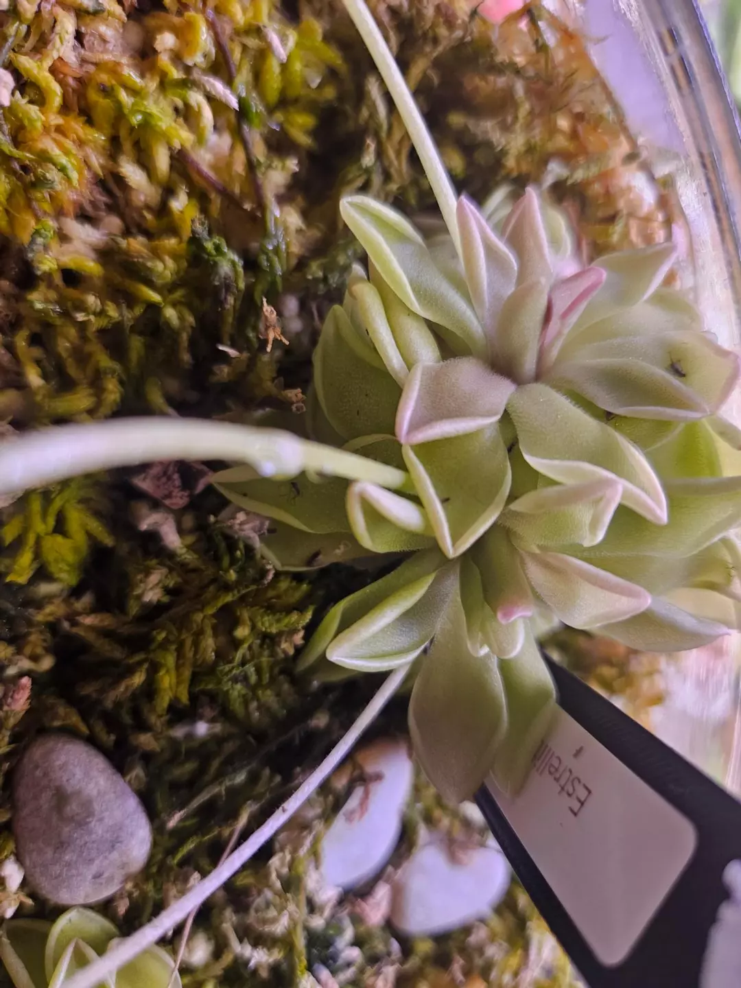 Pinguicula Estrellita Double Head thumbnail