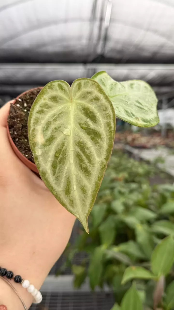 Anthurium Silver Butterfly x Waroq Specific 4” Pot 8942ZSP | F | thumbnail