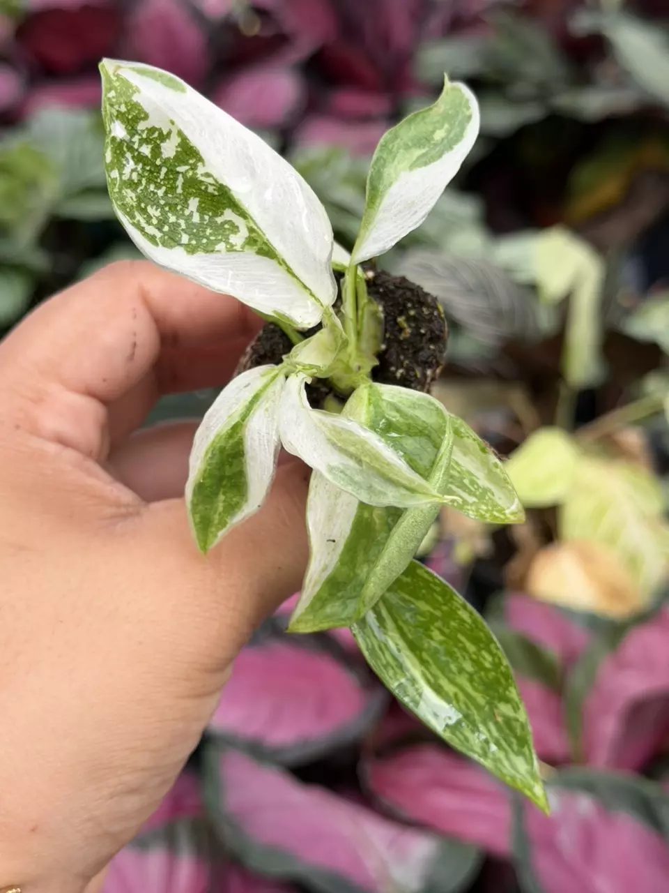 Philodendron Jose Buono Specific Starter 8838HMP | F thumbnail