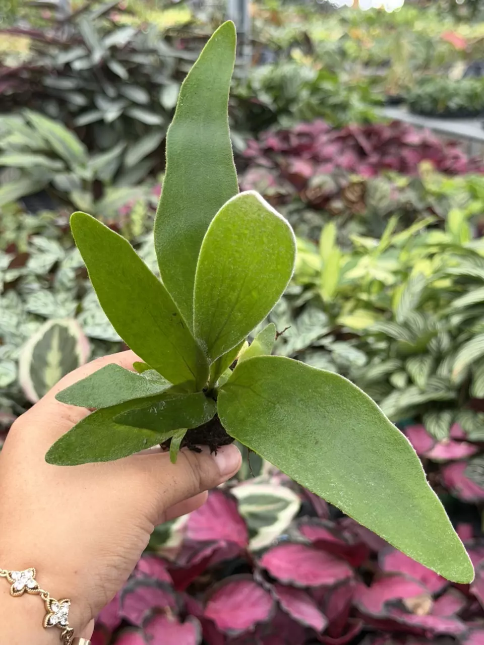 Platycerium Veitchii “French Silver” Specific Starter 8840HMP | F thumbnail