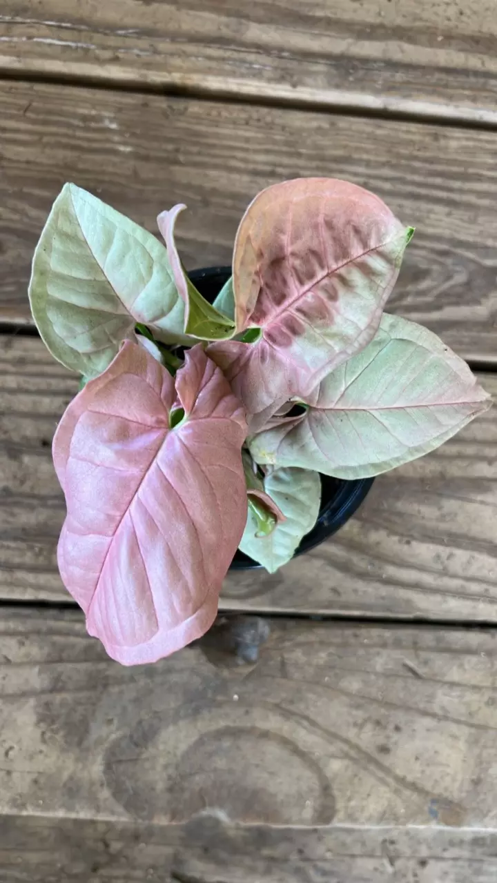 Syngonium Neon Pink thumbnail