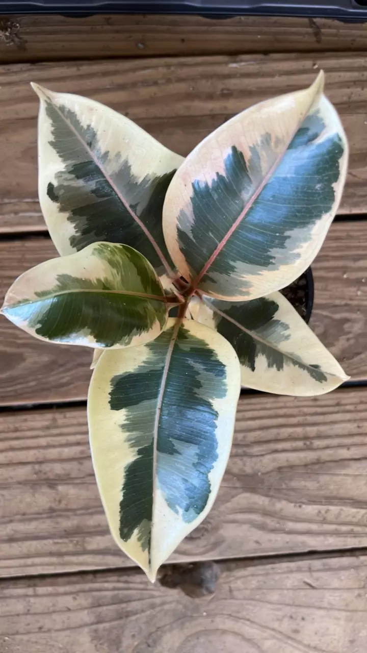 Variegated Ficus thumbnail