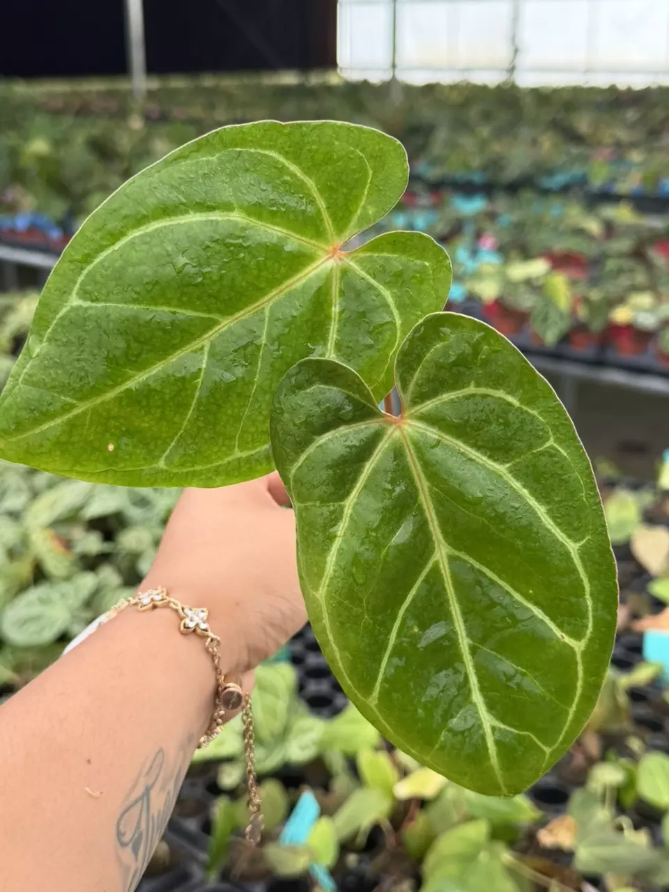 Anthurium Xone x Subsignatum Specific Starter 8824HMP | F thumbnail