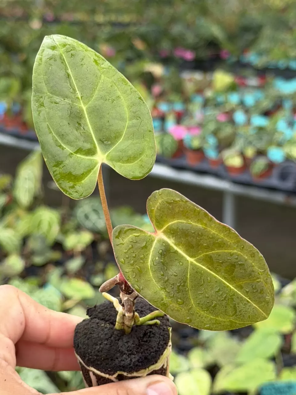 Anthurium Ace of Spades x Besseae Specific Starter 8829HMP | F thumbnail