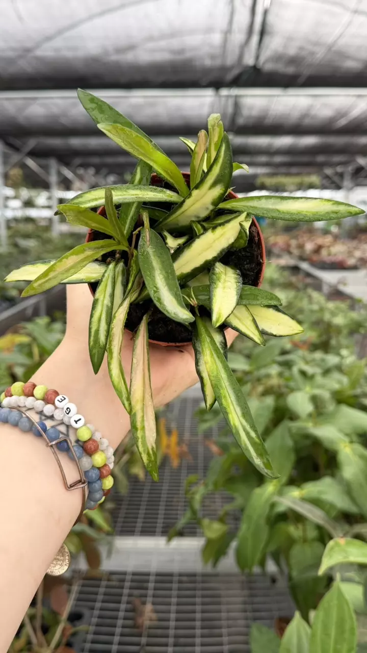 Hoya Kentiana Specific 4” Pot 8927ZSP | F | thumbnail