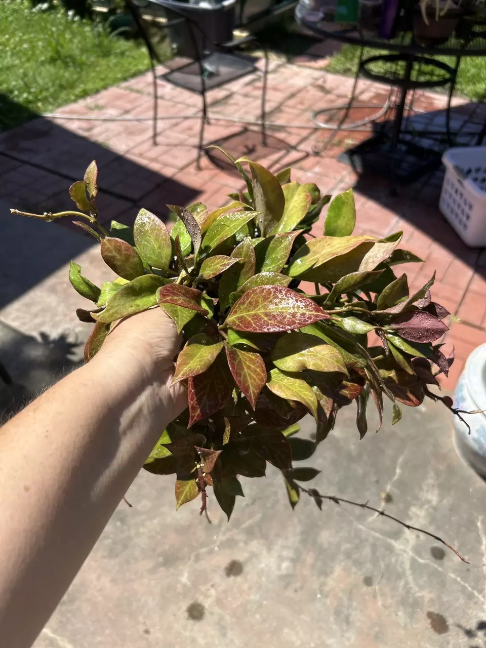 Hoya Sunrise 6” pot overflowing thumbnail